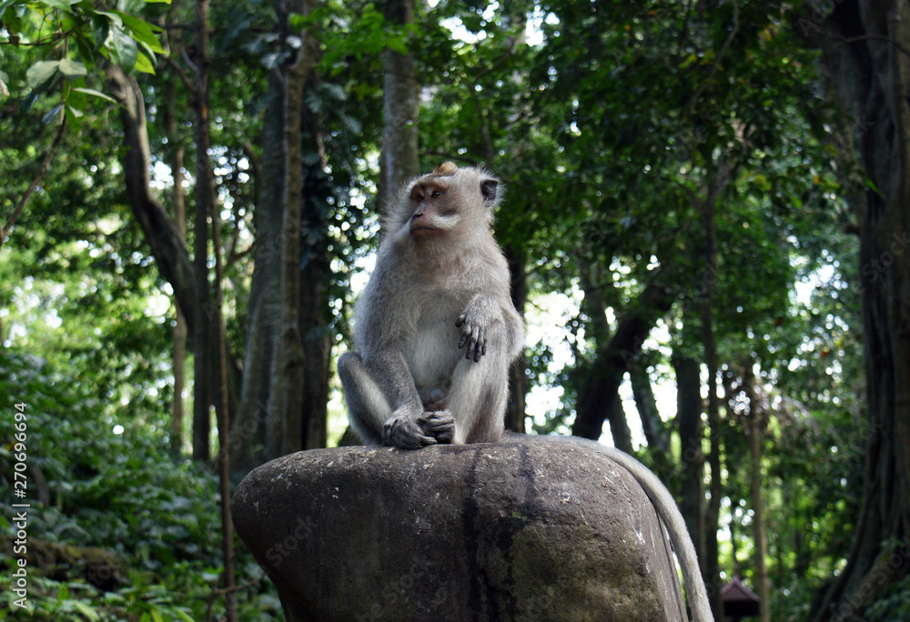 Obraz premium Monkey on a stone