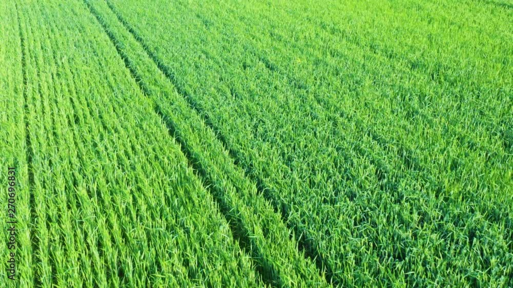 Aerial view of the green wheat or rye spring field at sunset. Low angle shot. Agriculture farming concept Aerial view of the green wheat or rye spring field at sunset. Low angle shot. Agriculture farming concept