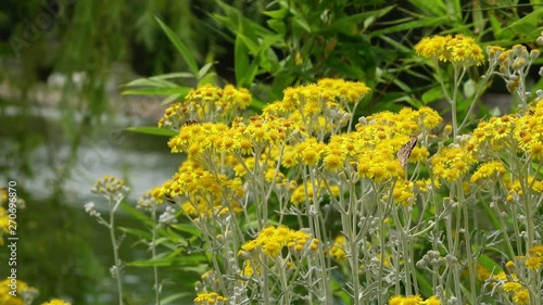 Yellow Flowers and Lake Water in Nature