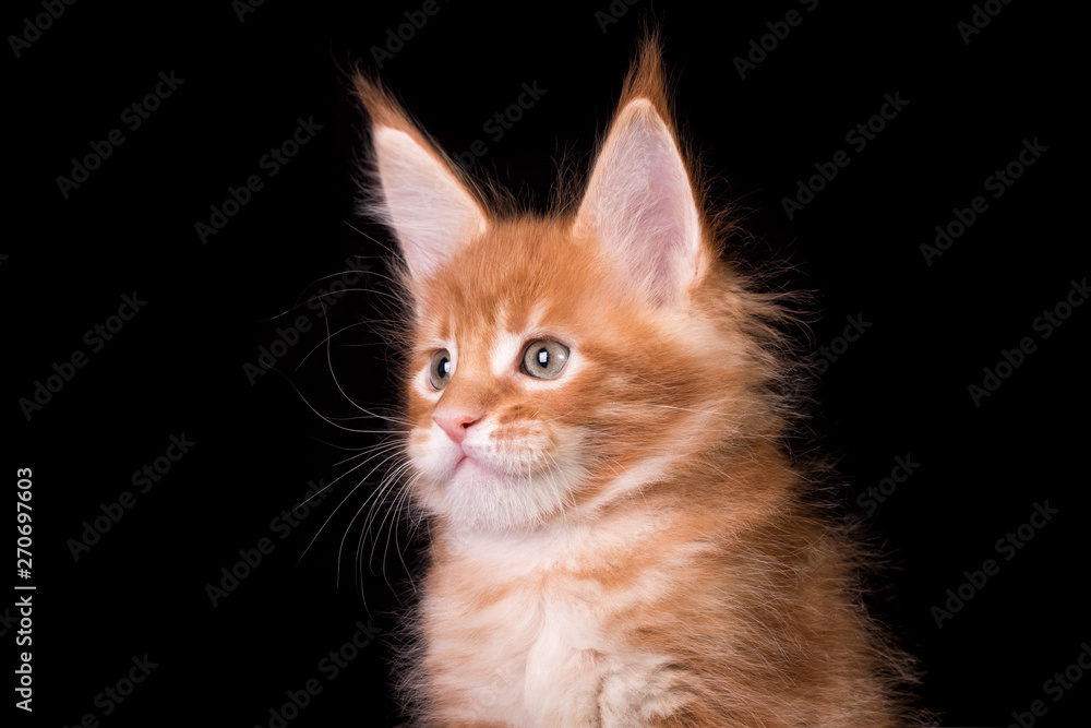 Adorable red cute kitten on black background in studio, isolated.