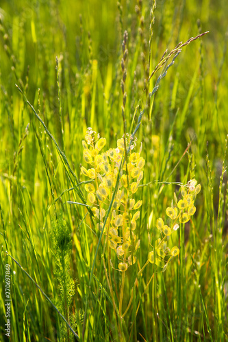 Thermopsis lanceolate in the rays of the setting sun in the spring. Interior backgrounds textures. Selective focus. photo