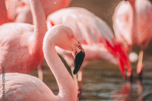 Fancy Flamingo Closeup