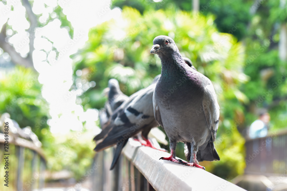 Obraz premium A gray dove looking at the camera with soft sunlight in garden, blur image