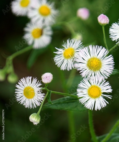 Daisy Fleabane wildflower blossoms and buds with frilly white petals and rich yellow centers