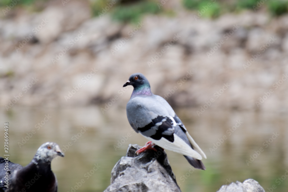 Fototapeta premium Gray-black dove standing on the stone in garden, blur image
