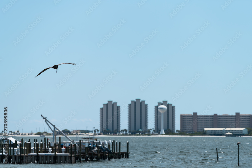 One young Juvenile Eastern Brown Pelican bird flying above Pensacola Bay in Navarre by wharf with boats and apartment condo buildings in Florida Panhandle of Emerald Coast