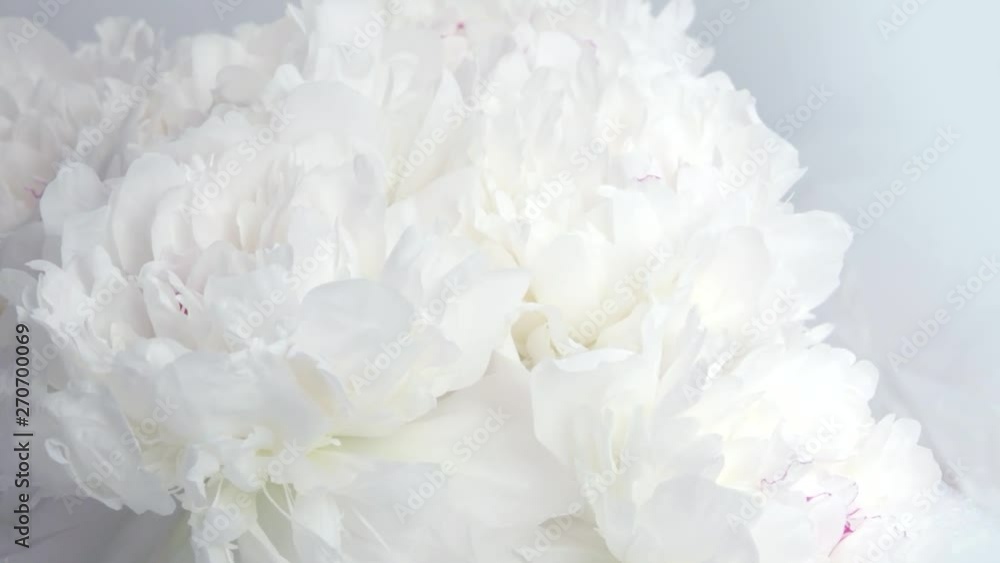 Beautiful white peony flowers opening. Blooming bouquet of peonies opening closeup over grey. Timelapse 4K UHD video footage. 3840X2160 Beautiful white peony flowers opening. Blooming bouquet of peonies opening closeup over grey. Timelapse 4K UHD video footage. 3840X2160