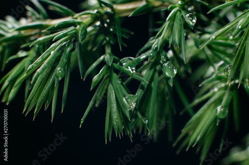 Fototapeta Naklejka Na Ścianę i Meble -  Water drops on juniper green leafs. Macro close up.