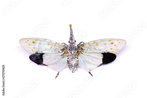 White wing Lantern-fly (Pyrops astarte) (White form) is a species of planthopper, found in Southeast Asia, and also known as Red nose lantern bugs. The unicorns of the insect world. Isolated