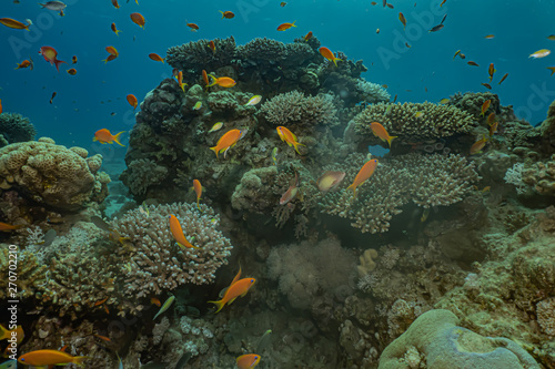 Fototapeta Naklejka Na Ścianę i Meble -  Coral reefs and water plants in the Red Sea, Eilat Israel