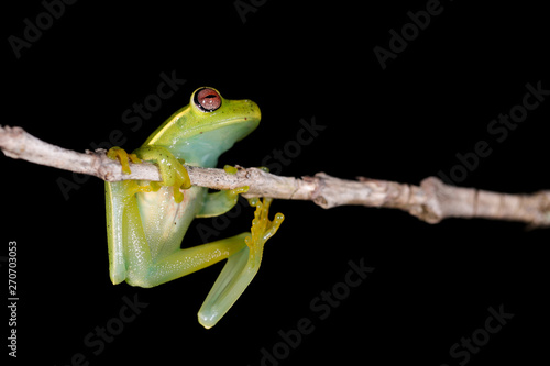 The green frog Aplastodiscus eugenioi (endemic to Brazil). Specimen found in the Brazilian Atlantic Forest, MG.