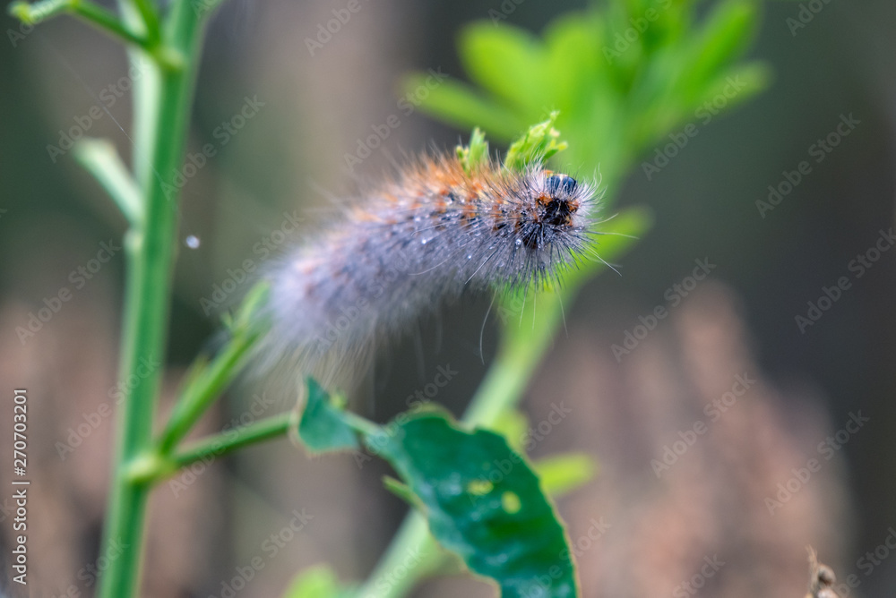 Female Fox Moth Caterpillar clings to vegetation while eating on a cool spring morning. Female Fox Moth Caterpillar clings to vegetation while eating on a cool spring morning.