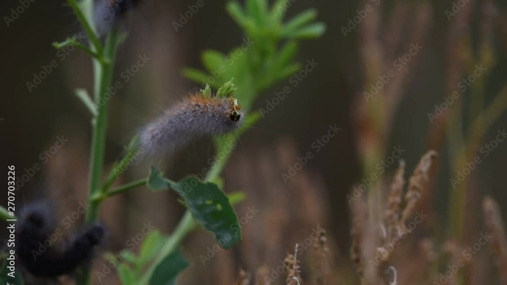 Female Fox Moth Caterpillar feeding on the leaves of the coastal vegetation with dew drops on hairy body. Female Fox Moth Caterpillar feeding on the leaves of the coastal vegetation with dew drops on hairy body.
