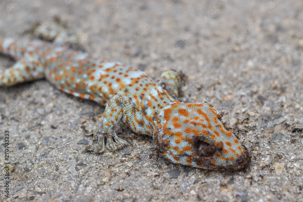 Ants eat the dead geckos on the floor. Ants eat the dead geckos on the floor.