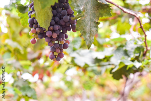 Close-up of grape vines of ripe shiraz in vineyard.