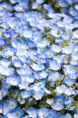 Closed up of Nemophila (Baby blue eyes) flower background