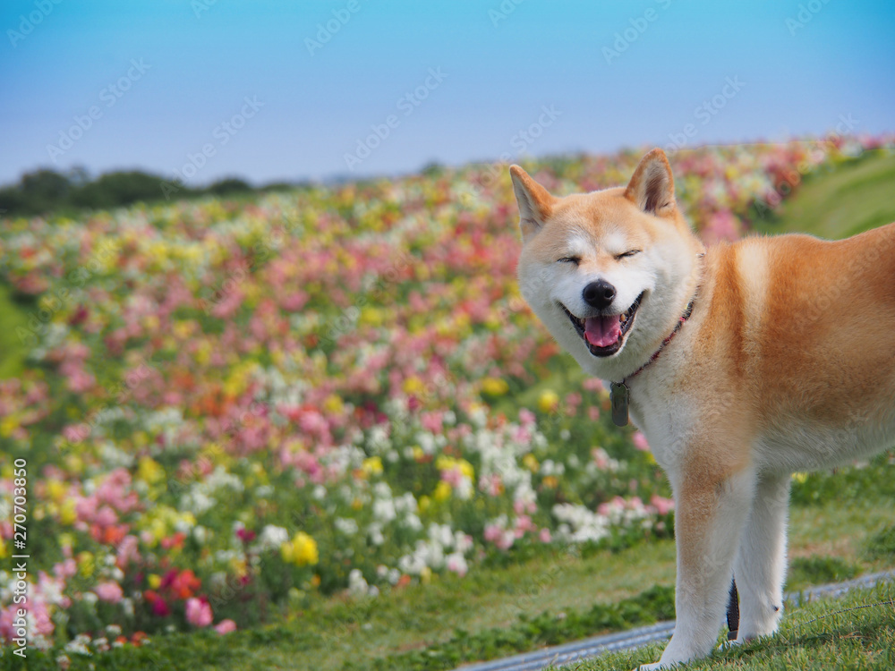 花畑で笑顔いっぱいの柴犬