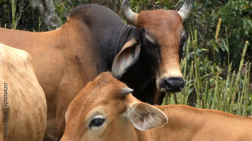 Herd of cows and Angry bull looking to the camera. Close up bull and cows grazing, Wild bull in the nature staring into camera. Strong beautiful brown bull with cows in the farm. Herd of cows and Angry bull looking to the camera. Close up bull and cows grazing, Wild bull in the nature staring into camera. Strong beautiful brown bull with cows in the farm.