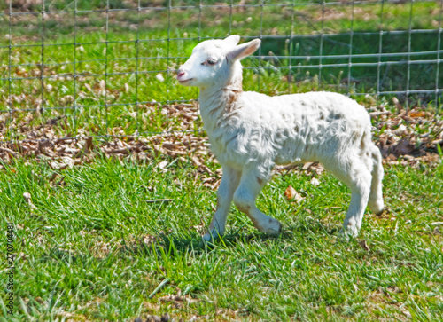 A single young white lamb in green grass.
