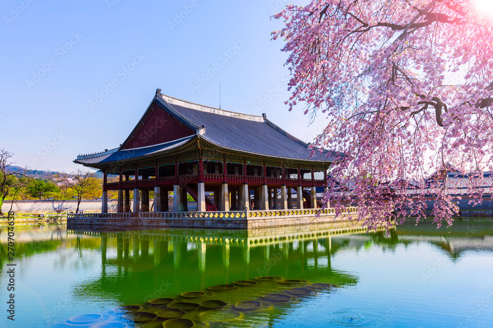 Sunrise and Beautiful cherry blossoms  at Gyeongbokgung palace this image can use for travel,Sakura and Holiday concept