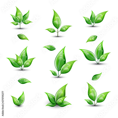 Set of green fresh leaves isolated on white background.