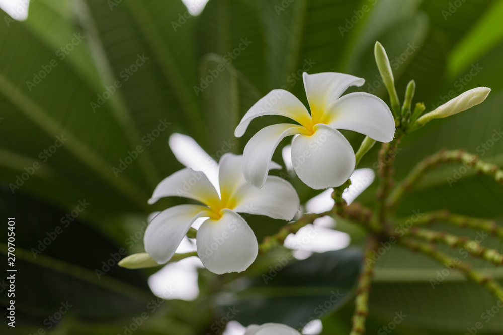 White Plumeria flower on the tree