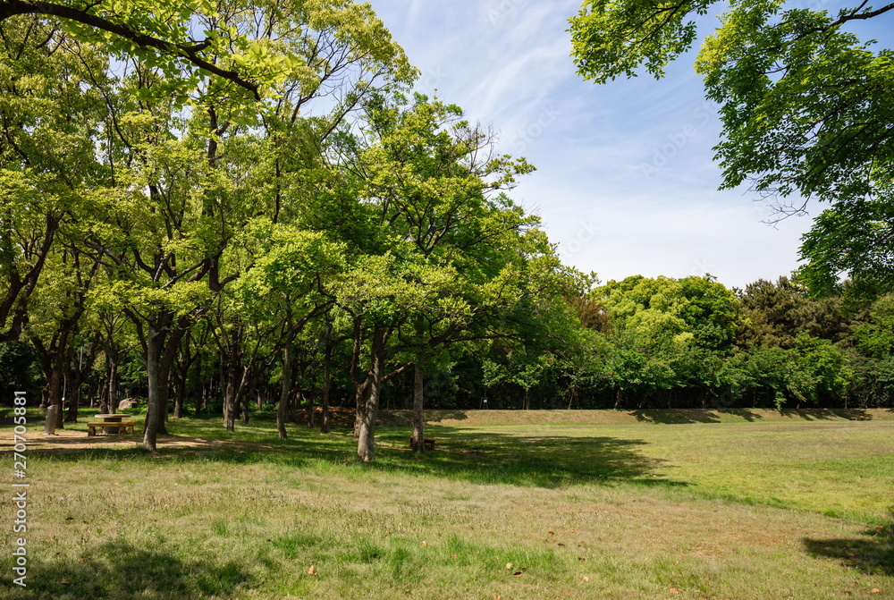 Green trees and lawn in the park ,Shikoku,Japan Green trees and lawn in the park ,Shikoku,Japan