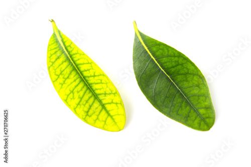 Green leaf isolated on  white