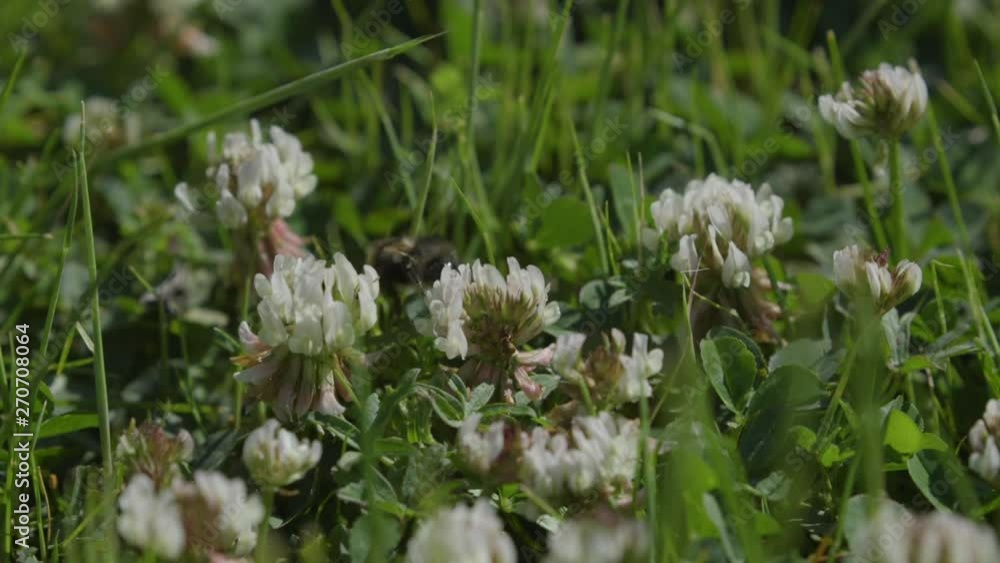 Bee buzzing around white clover flowers. 20 sec/24 fps Version 2 Bee buzzing around white clover flowers. 20 sec/24 fps Version 2