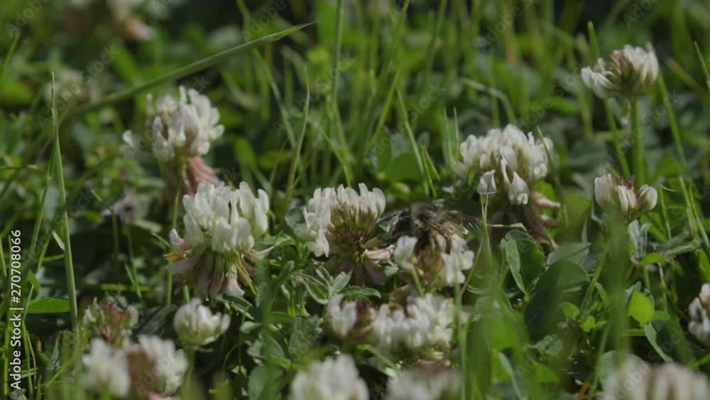 Bee buzzing around white clover flowers. 20 sec/24 fps Version 5 Bee buzzing around white clover flowers. 20 sec/24 fps Version 5