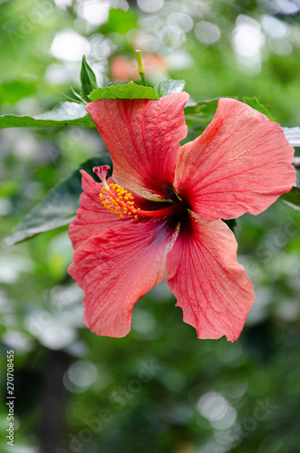 Flor hermosa de color rosa