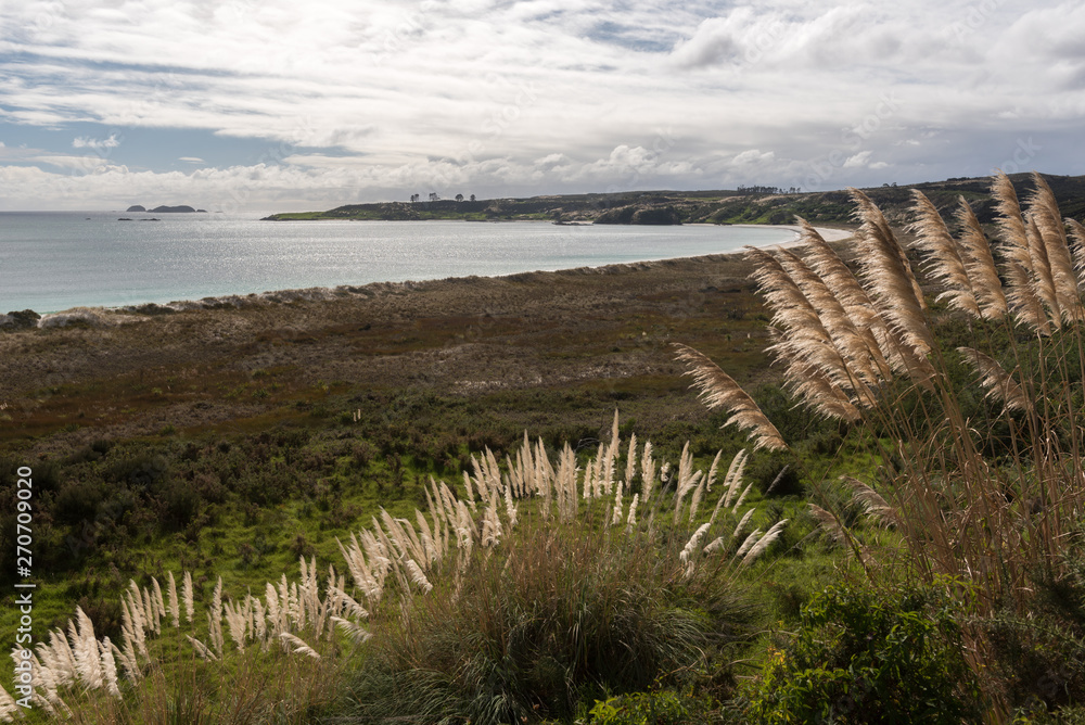 Elevated view of the bay at Karikari Moana from the vegetation-covered dunes, with seed plumes of toitoi, or plumed tussock grass, in the foreground. Karekare Peninsula, Northland, New Zealand.