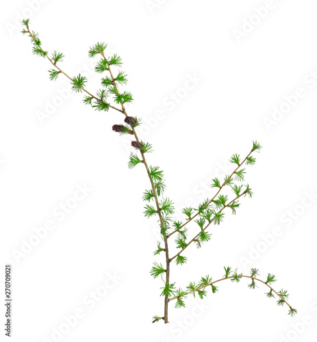 Valokuva Blooming european larch, Larix decidua twig with buds in spring isolated on whit