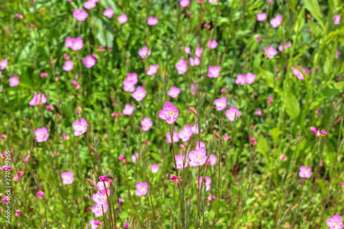 アカバナユウゲショウの花