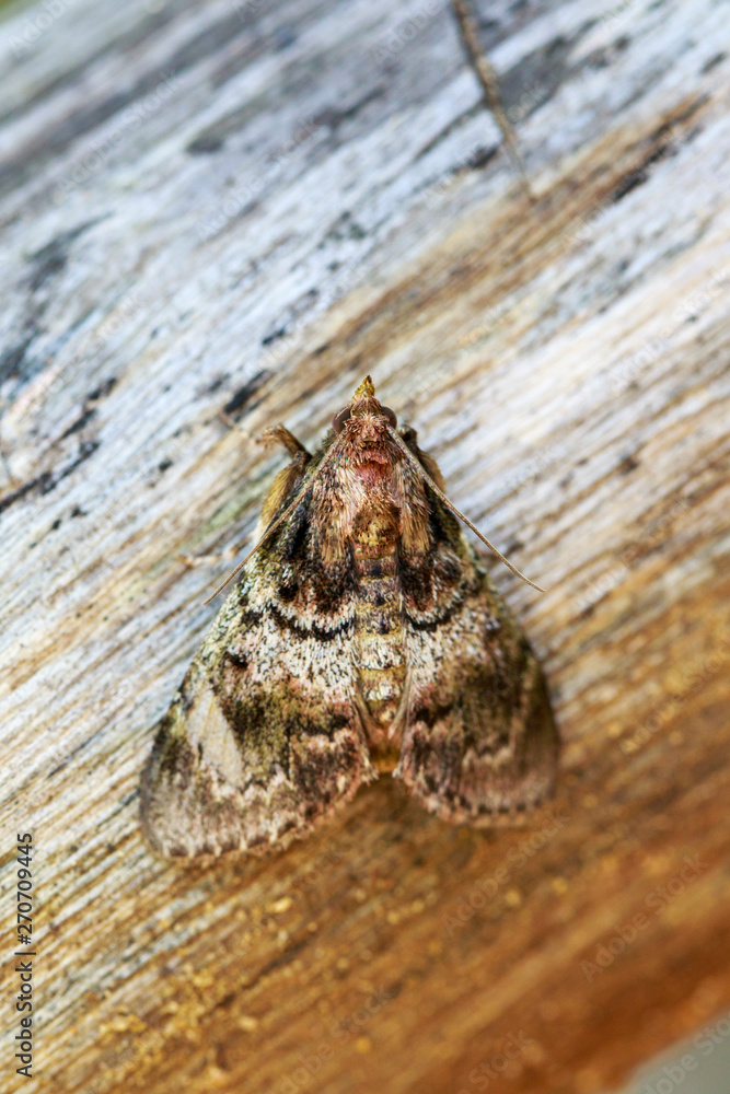 Image of Brown Moth (Nannoarctia tripartita) on tree. Insect. Animal.