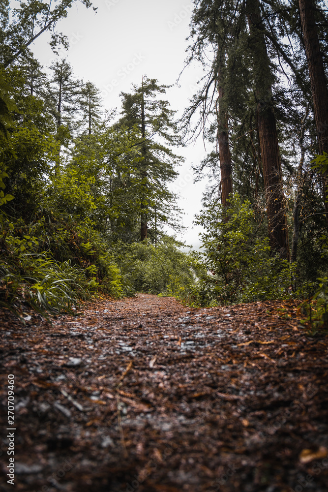 Fototapeta premium forest in autumn