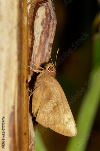 Image of the common Redeye Butterfly (Matapa aria Moore) on tree. Insect. Animal. photo