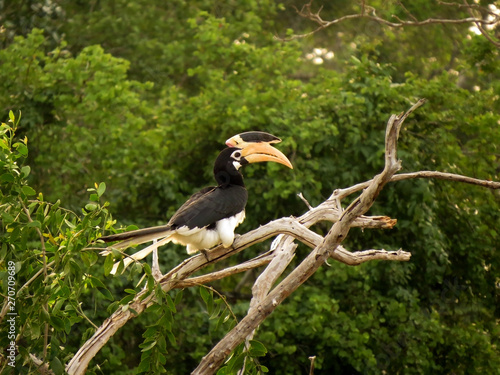 A beautiful malabar pied hornbill bird on a tree