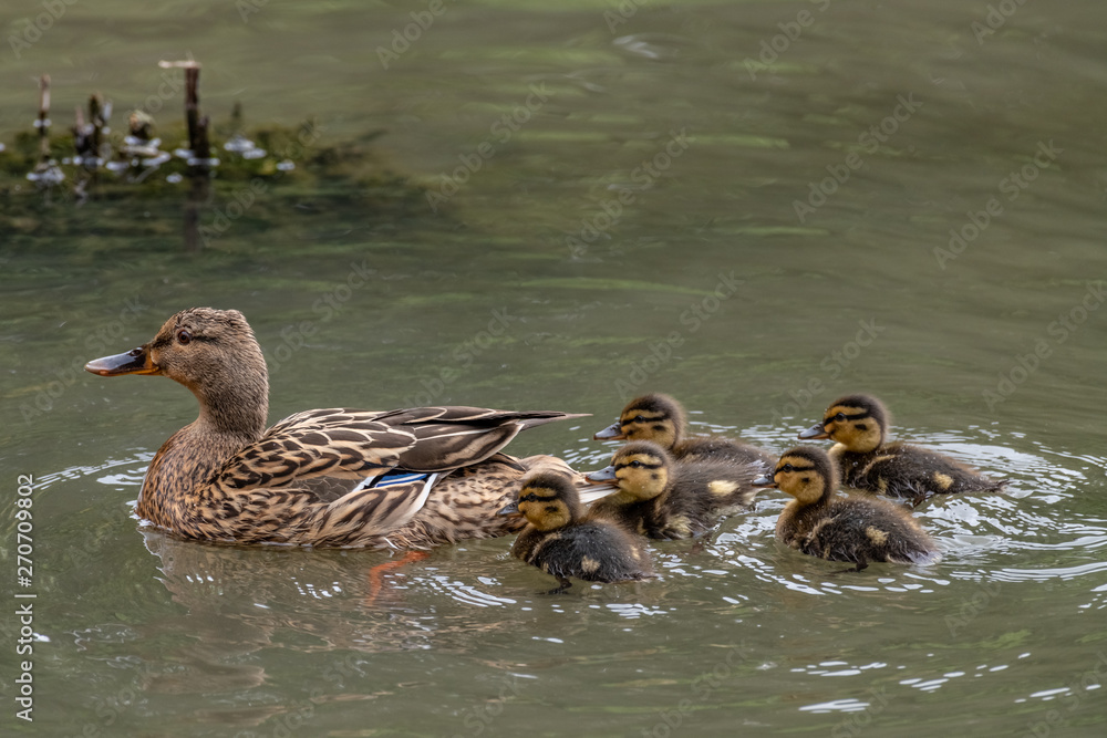 Mallard Duck (Anas platyrhynchos) with ducklings on the water Mallard Duck (Anas platyrhynchos) with ducklings on the water