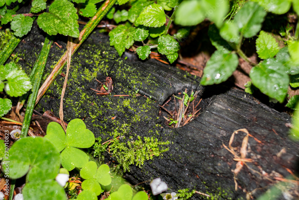 Obraz premium Old charred stump with eyes and mouth in the forest