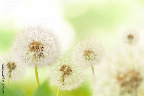 Dandelions and branchs on defocused background  the depth of field is ultra shallow 