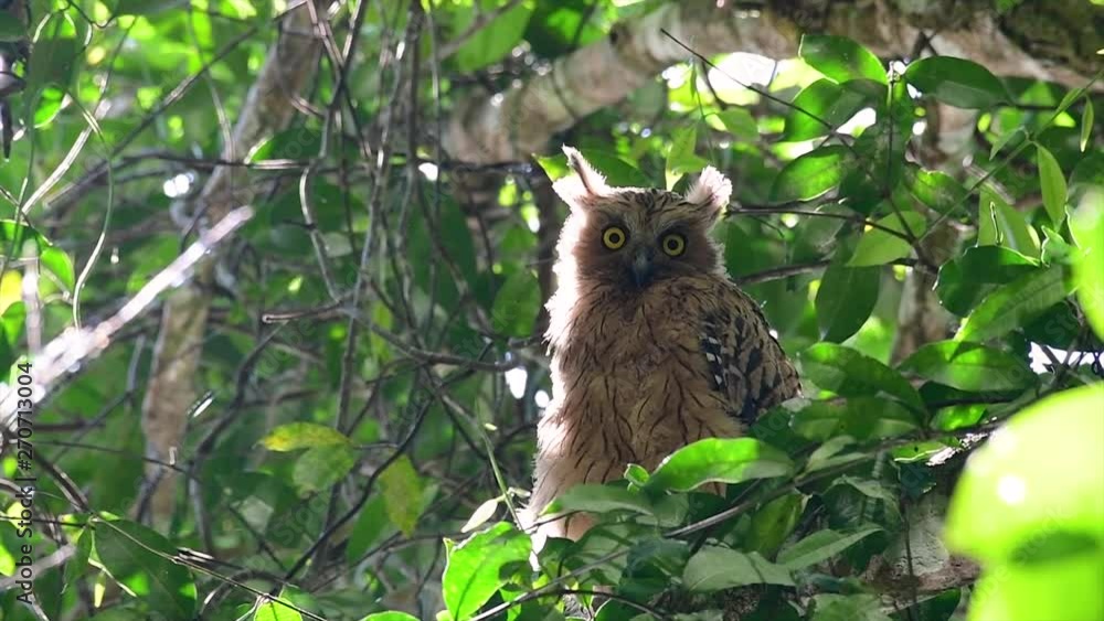 The Buffy Fish Owl is a big owl and yet the smallest among the four Fish Owls; it is quite an amusing bird with its horns standing made of feathers and the eyes are heavy yellow. The Buffy Fish Owl is a big owl and yet the smallest among the four Fish Owls; it is quite an amusing bird with its horns standing made of feathers and the eyes are heavy yellow.