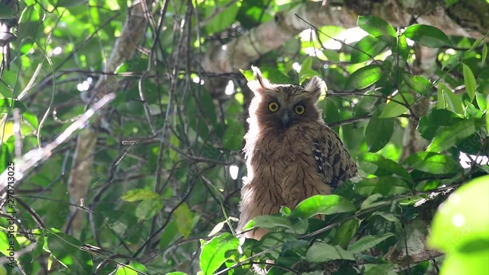 The Buffy Fish Owl is a big owl and yet the smallest among the four Fish Owls; it is quite an amusing bird with its horns standing made of feathers and the eyes are heavy yellow. The Buffy Fish Owl is a big owl and yet the smallest among the four Fish Owls; it is quite an amusing bird with its horns standing made of feathers and the eyes are heavy yellow.