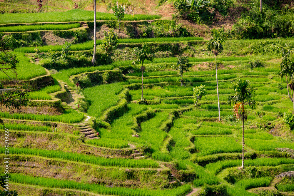 Rice fields in Tegalalang, Bali
