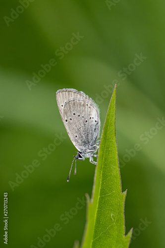Wallpaper Mural Nature  Torontodigital.ca