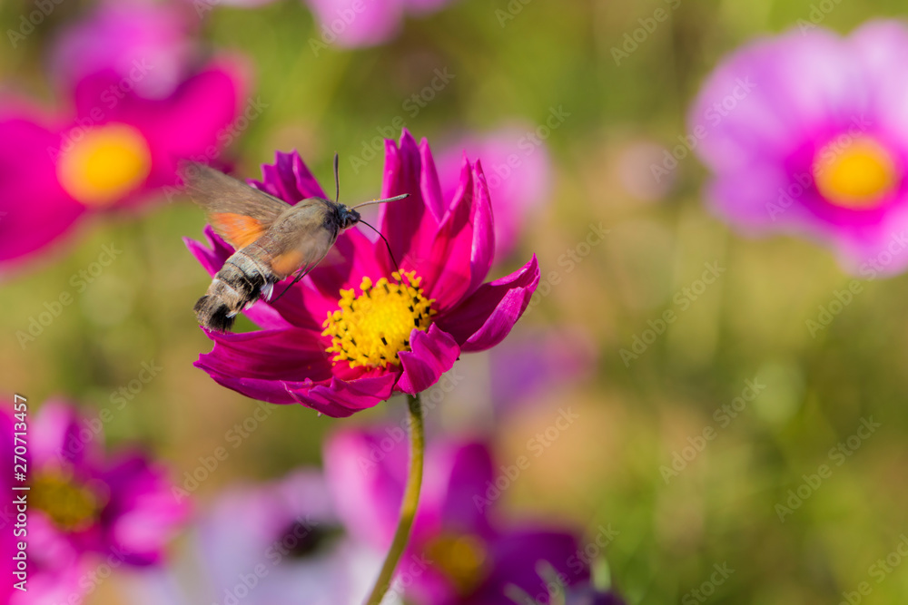 Hummingbirds and hawk moths fly and hunt on flowers in summer Hummingbirds and hawk moths fly and hunt on flowers in summer