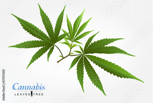 Vector Marijuana Green icon and green Leaf isolated on white background.
