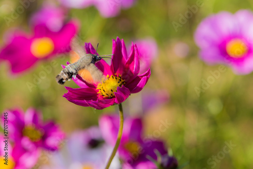 Hummingbirds and hawk moths fly and hunt on flowers in summer © Xiangli