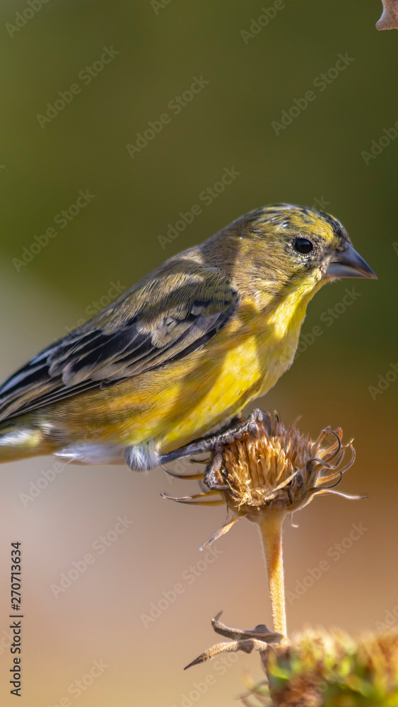 Vertical frame Beautiful bird perched on the dry flower of a plant on a sunny day Vertical frame Beautiful bird perched on the dry flower of a plant on a sunny day