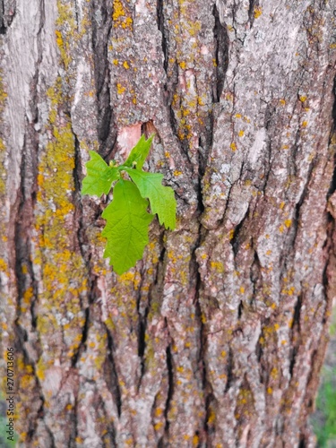 bark of a tree